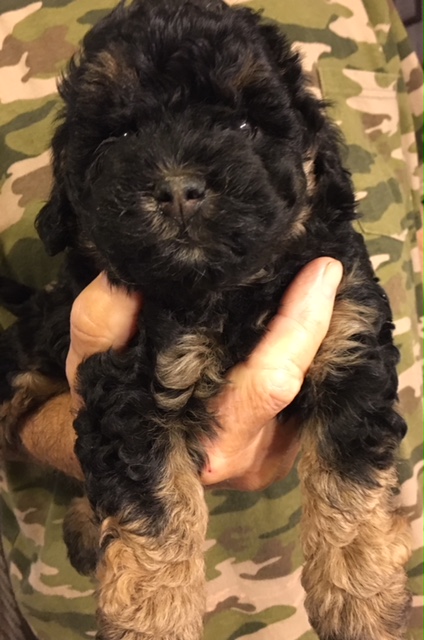 labradoodle puppies for sale in sc danmar labradoodles labradoodle puppies for sale in sc autos post labradoodle puppies for sale in sc danmar labradoodles labradoodle puppies for sale in sc autos post
