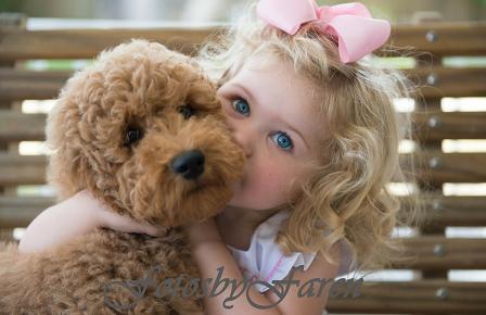 Labradoodle Puppies for Sale by Breeder in SC Danmar Labradoodles