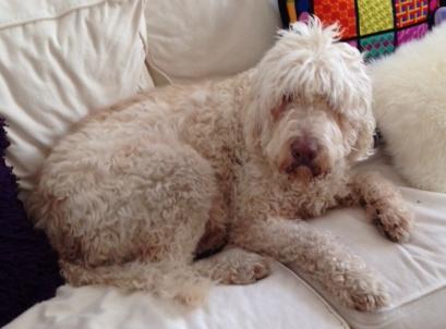 A cream-colored, shaggy-haired dog lying on a white couch.