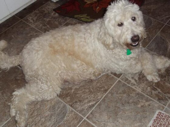 A cream-colored Goldendoodle lying on a tile floor.