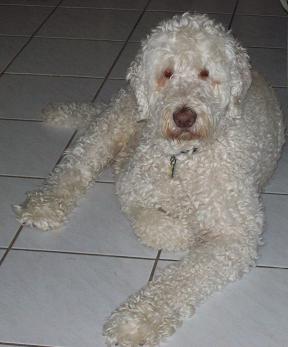A cream-colored, curly-haired dog lying on a tiled floor.