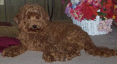 A curly brown Goldendoodle lying on a carpet next to a basket of flowers.