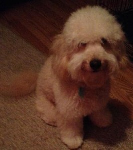 A fluffy, light-colored dog sitting on a carpeted floor.
