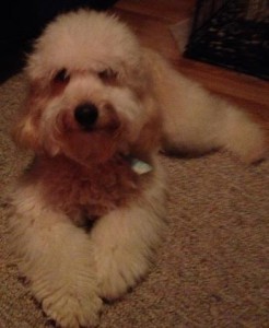 A fluffy, light-colored dog lying on a carpet.