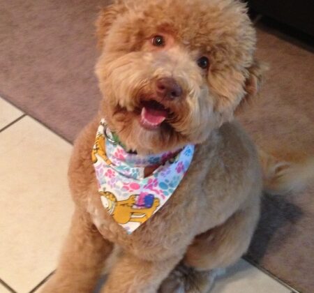 A golden-brown curly-haired dog wearing a patterned bandana sitting on a tiled floor.