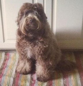 A fluffy brown dog sitting on a striped rug.