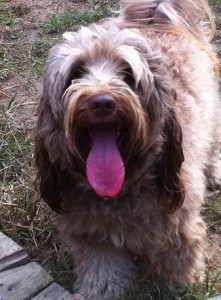 A fluffy, light brown dog with its mouth open and tongue hanging out.