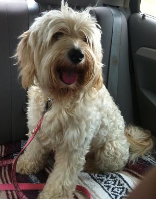 A light-colored, scruffy dog with a pink leash sitting in the backseat of a car.