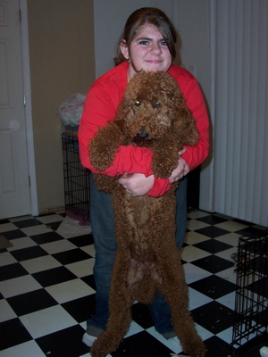 A person in a red shirt holds a brown, curly-haired dog.