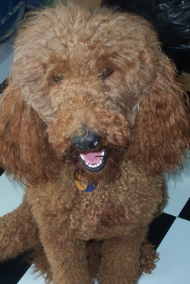 A brown curly-coated dog with a tag on its collar looking toward the camera.