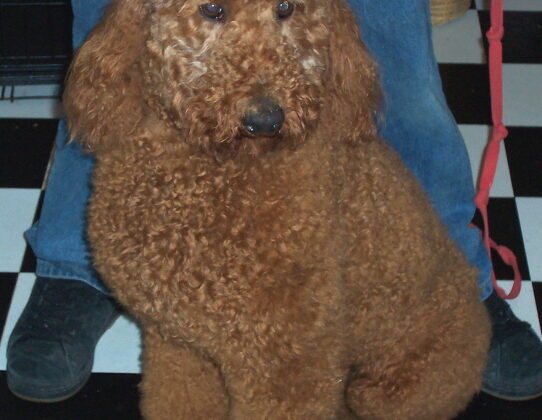 A brown curly-haired dog sitting on a black and white checkered floor in front of a person in blue jeans.