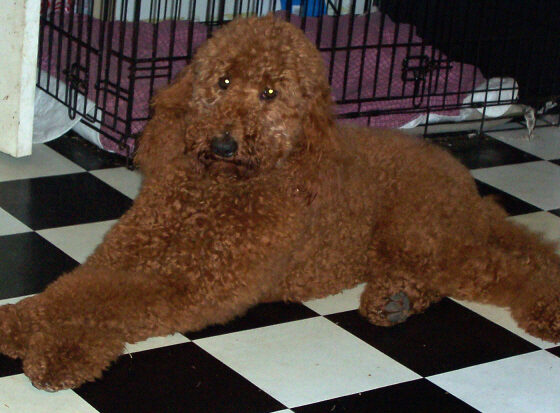 A brown, curly-haired dog lying on a black and white checkered floor in front of a wire crate.