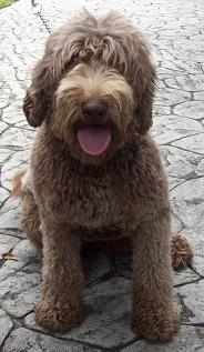 A brown, curly-haired dog sitting on a paved surface with its tongue out.