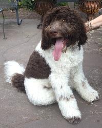 A brown and white doodle dog sitting with its mouth open.