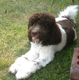A brown and white curly-haired dog lying on grass with its tongue poking out.