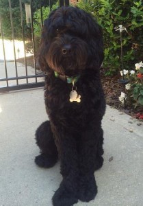 A fluffy black dog with a green collar sits on a sidewalk.