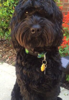 A black curly-coated dog sitting outdoors wearing a patterned collar with a yellow tag.