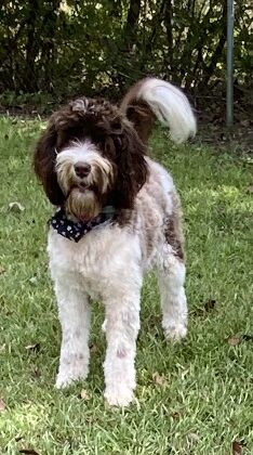 A brown and white doodle dog with a patterned bandana stands in the grass.