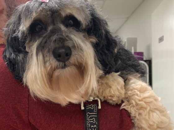A small, black and tan dog with a pink heart-patterned bow on its head being held by a person.