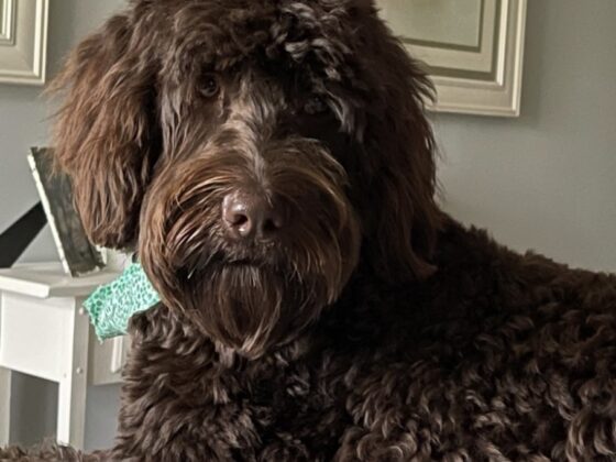 A fluffy, dark brown Labradoodle wearing a green patterned bandana.
