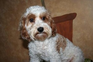 A white and brown curly-haired dog looking toward the camera.