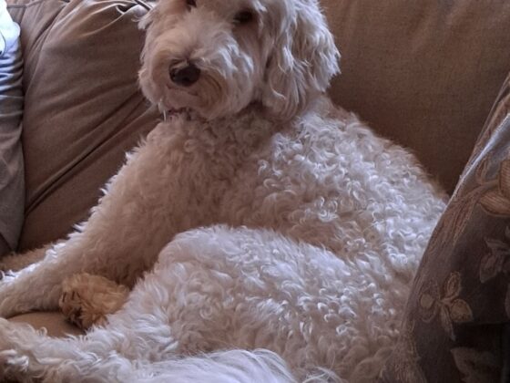 A fluffy, cream-colored Goldendoodle sitting on a sofa.