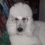A white poodle wearing wire-rimmed glasses.
