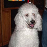 A white standard poodle sitting indoors.