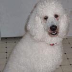 A white standard poodle sitting on a tiled floor.