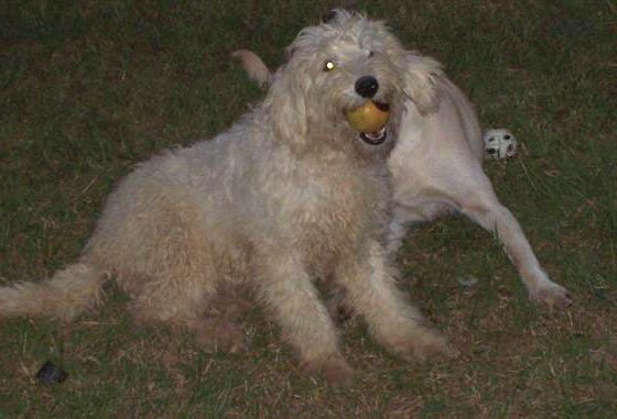 A shaggy light-colored dog with a ball in its mouth, standing over another dog in the grass.
