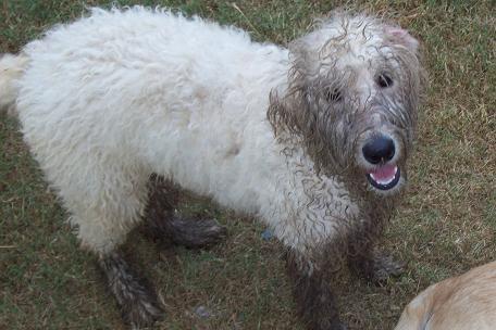 A light-colored, curly-haired dog with muddy paws and face stands on grass.