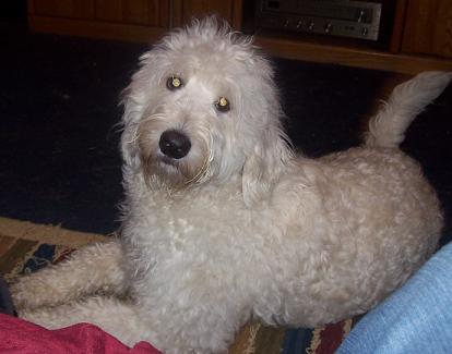 A shaggy, cream-colored dog lying on a rug.