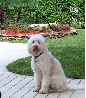 A cream-colored Goldendoodle sitting on a stone paver path in a garden.