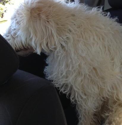 A fluffy, cream-colored dog sitting in the backseat of a car.