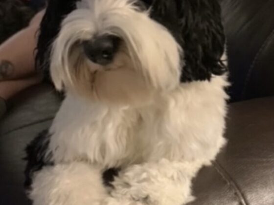 A fluffy black and white dog sitting on a dark couch.