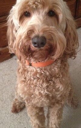 A curly-haired light brown dog with an orange collar looking at the camera.