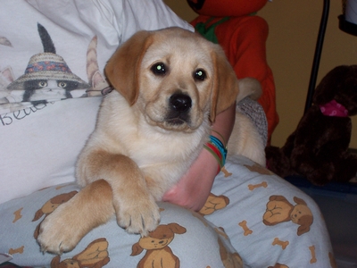 A yellow Labrador puppy sitting on a person’s lap with its front paws crossed.