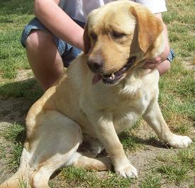 A person holding a yellow Labrador Retriever sitting on grass.