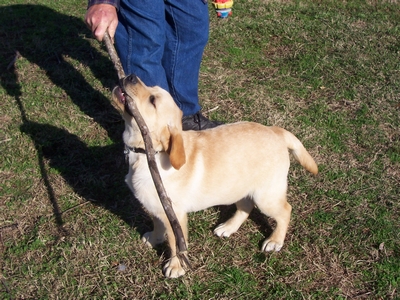 A yellow Labrador puppy tugging on a stick held by a person.