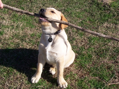 Yellow Labrador puppy biting a stick held by a person.