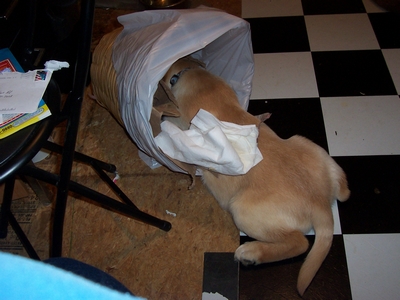 A tan puppy has its head inside a white plastic trash bag on a checkered floor.
