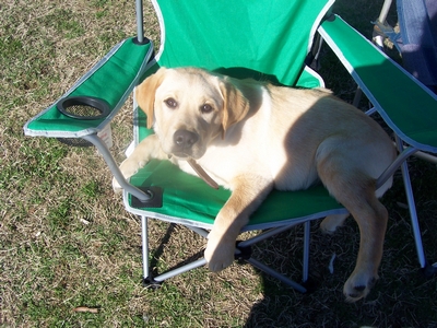 Yellow Labrador puppy sitting in a green folding camp chair.