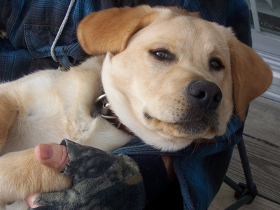 A yellow Labrador puppy being held by a person.