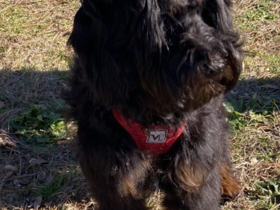 A fluffy black dog wearing a purple bow and a red harness stands on the grass.