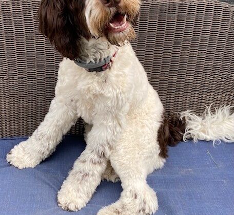 A brown and white doodle dog sitting on a blue cushion.