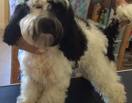 A black and white fluffy dog standing on a grooming table.