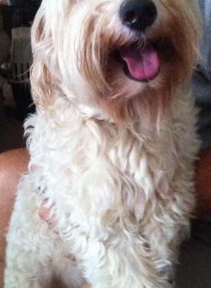 A smiling, cream-colored, shaggy-haired dog sits on someone’s lap.