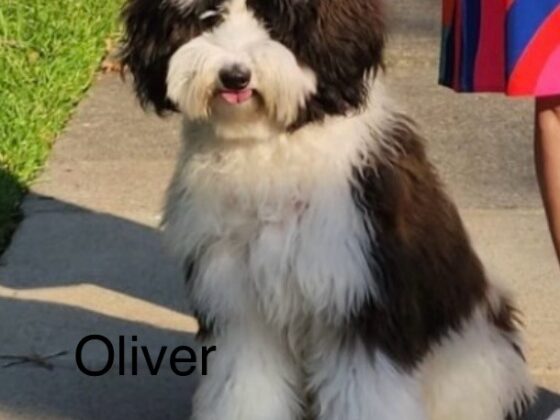 A black and white fluffy dog named Oliver sits on a sidewalk with its tongue sticking out.