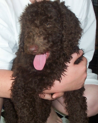 A person holding a curly-haired brown puppy with its tongue hanging out.