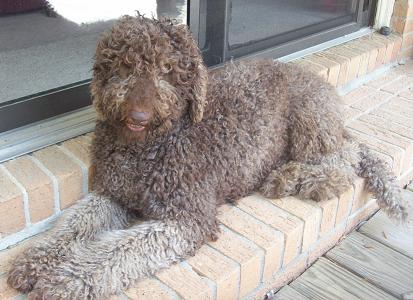 A brown, curly-haired dog lying on a brick step.